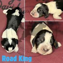 Road King - Black white and tan male English Springer Spaniel puppy in Fond Du Lac, Wisconsin from Clucking Homestead Springers & Dachshunds