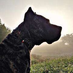 Sicario - Perro de Presa Canario