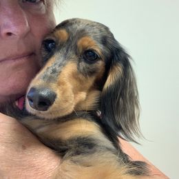 Sophie - Dachshund