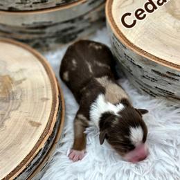 CEDAR - Red tri male Toy Australian Shepherd puppy in Viking, Minnesota from Son Shine Farm