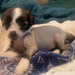 Chinese Crested Puppies from DeBahTrio Chinese Cresteds