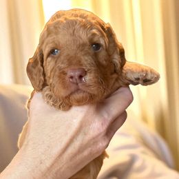 Barkley - Red  male Goldendoodle puppy in Tucson, Arizona from Adored Poodle & Doodles