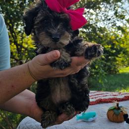 Milly - Blue female Poodle puppy in Hopkins, Missouri from Mowry Creek Mini Aussiedoodles and More