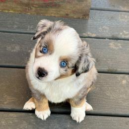 FERB - Blue merle male Toy Australian Shepherd puppy in Syracuse, Indiana from Klenke Toy Aussies