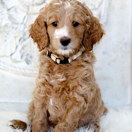 Goldendoodle Puppies from Pixie Goldendoodles