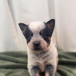 Wombat - Blue speckled male Australian Cattle Dog puppy in Rosharon, Texas from 4Surge Cattle Dogs