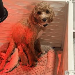 Female 5 - Parti female Goldendoodle puppy in Knoxville, Tennessee from Graystone Doodles