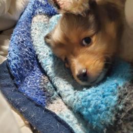 Toy Shetland Sheepdog Puppies from LaLa's Lilliputian Lassies