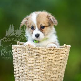 Green Collar - Red male Pembroke Welsh Corgi puppy in Terrell, Texas from Brynwood Pembroke Welsh Corgis