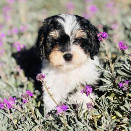 Indy - Tri-color male Cavapoo puppy in Jackson, California from Disney Doodles