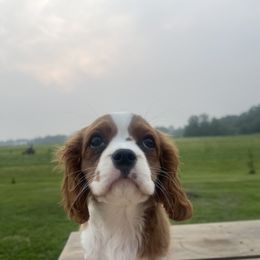 Cavalier King Charles Spaniel Puppies from Good Hope Cavaliers