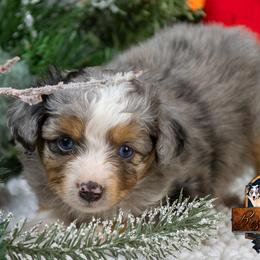 Slate - Blue merle male Toy Australian Shepherd puppy in Granbury, Texas from Best Little Aussies