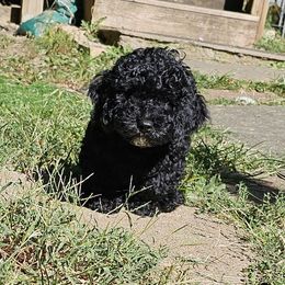 Star - Black female Cockapoo puppy in Holden, Missouri from Rouffman Doodles