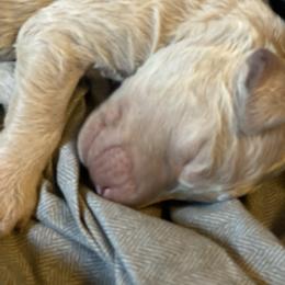 Girl 4 - female Labradoodle puppy in Toledo, Washington from Bigfoot Doodles