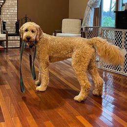 Goldendoodle All Grown Up from Midwest Companions