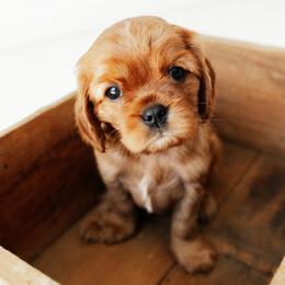 Ireland - Ruby female Cavalier King Charles Spaniel puppy in Le Roy, New York from Heirloom Cavaliers