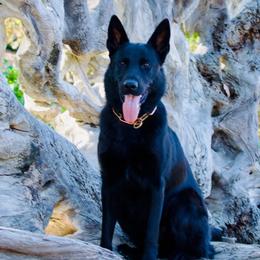 Zarra Bett Silver - German Shepherd