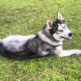 Lakota - Siberian Husky