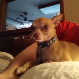 Gizmo - Chihuahua