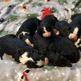Bernedoodle Puppies from East Coast Bernedoodles