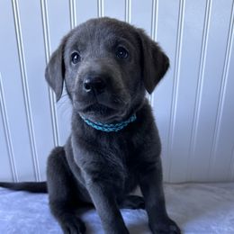 Dilute Retriever and Labrador Retriever Puppies from Loving Loyal Labs