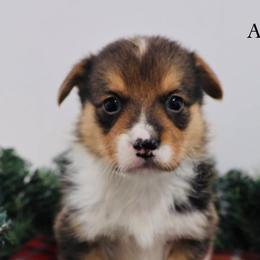 American Corgis and Aussiedoodles from Circle B Kennel