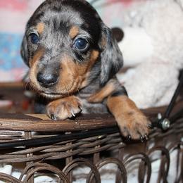 Girl 1 - Dapple female Dachshund puppy in Craig, Colorado from Rocky Mountain Shih Tzus and Dry Creek Miniature Dachshunds