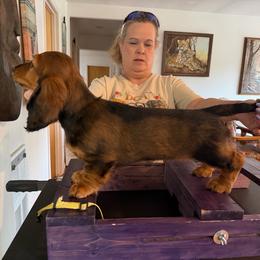 Kitty - Red female Dachshund puppy in Bluff City, Tennessee from Sidanelv Dachshunds