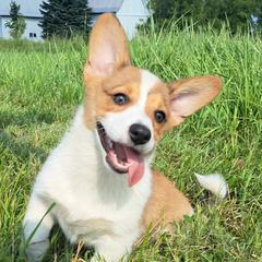 Pembroke Welsh Corgis from St. Lawrence Corgis