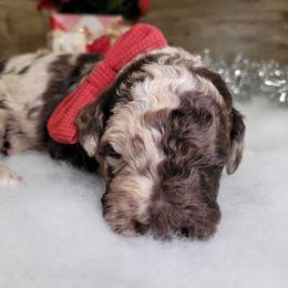 Ruth - Merle female Goldendoodle puppy in Woodburn, Indiana from DNLS Doodle Puppies