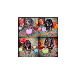 Dachshund puppies from Ranchy Doxies