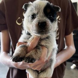 Boy 2 - Blue male Australian Cattle Dog puppy in Irvington, Kentucky from Dry Valley’s Australian Cattle Dogs