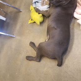 Cane Corso All Grown Up from Bear Valley Cane Corso