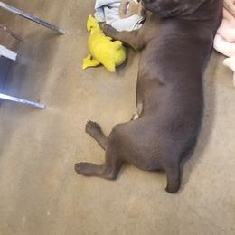 Cane Corso All Grown Up from Bear Valley Cane Corso
