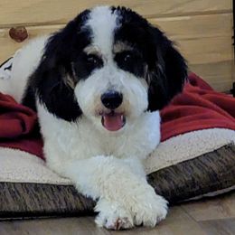 Bonnie - Bernedoodle