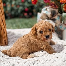 Fable - Apricot female Poodle puppy in Graham, North Carolina from Cyndi’s Poodles