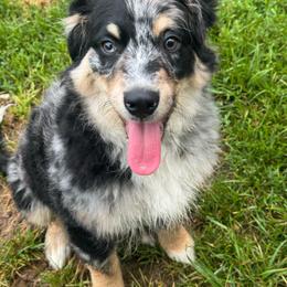 AKC Macchiato (Natural Tail) - Blue merle male Australian Shepherd puppy in Jonesborough, Tennessee from 5AFarms