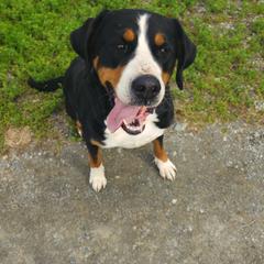 Greater Swiss Mountain Dog All Grown Up from Donough Haven Greater Swiss Mtn. Dogs
