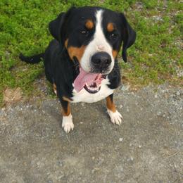 Greater Swiss Mountain Dog All Grown Up from Donough Haven Greater Swiss Mtn. Dogs