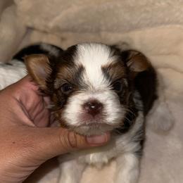 Teddy - Parti male Yorkshire Terrier puppy in Clarksville, Arkansas from K's Luxurious Yorkies
