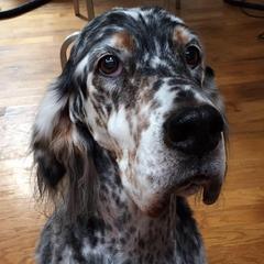 English Setters from Editions English Setters