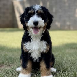 Roy - Bernedoodle
