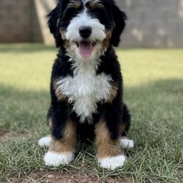 Roy - Bernedoodle