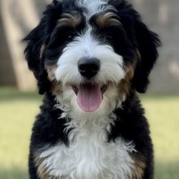Roy - Bernedoodle