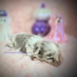Picasso - Merle male Chihuahua puppy in Piqua, Kansas from Cute As A Cupcake Chihuahuas