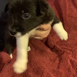 Border Collie Puppies from Best Friend Borders