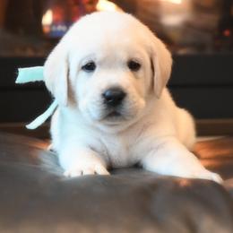 MALE Pick 3 - Yellow male Labrador Retriever puppy in Pasco, Washington from ROCK CREEK LABRADORS