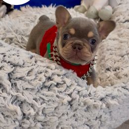 French Bulldog puppies from Imperial Frenchies