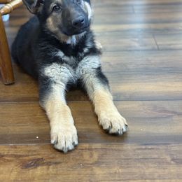Willow (formerly pink collar) - Black and tan female German Shepherd puppy in Custer County, South Dakota from Legacy German Shepherds