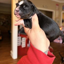 Aster - Black tri male Miniature Australian Shepherd puppy in Buchanan, Georgia from Stanleyville Farm Mini Aussies